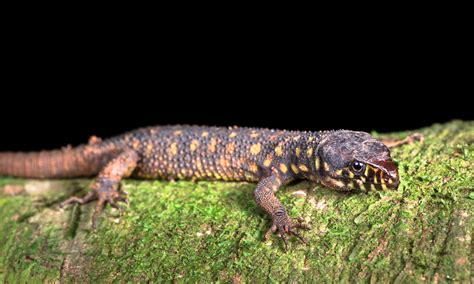 19 Interesting Yellow Spotted Lizard Facts .
